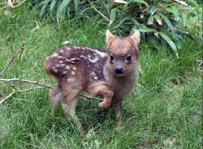 Cubs of rare animals that you have hardly seen