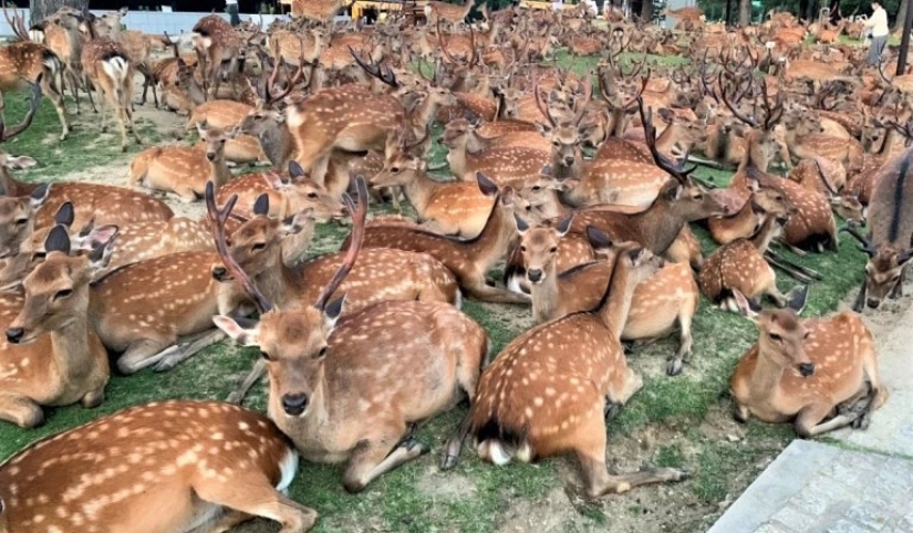 Cuernos fenómeno: cientos de ciervos en el Parque de Nara se reúnen cada día a la misma hora