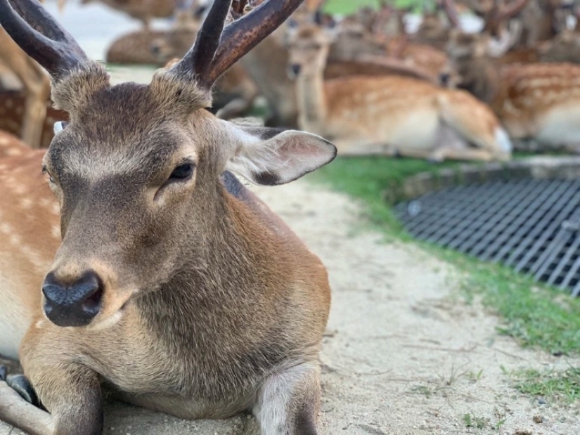 Cuernos fenómeno: cientos de ciervos en el Parque de Nara se reúnen cada día a la misma hora