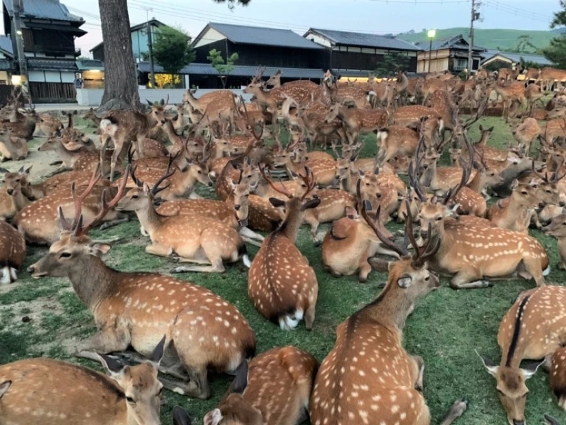 Cuernos fenómeno: cientos de ciervos en el Parque de Nara se reúnen cada día a la misma hora