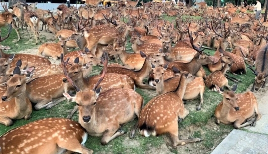 Cuernos fenómeno: cientos de ciervos en el Parque de Nara se reúnen cada día a la misma hora