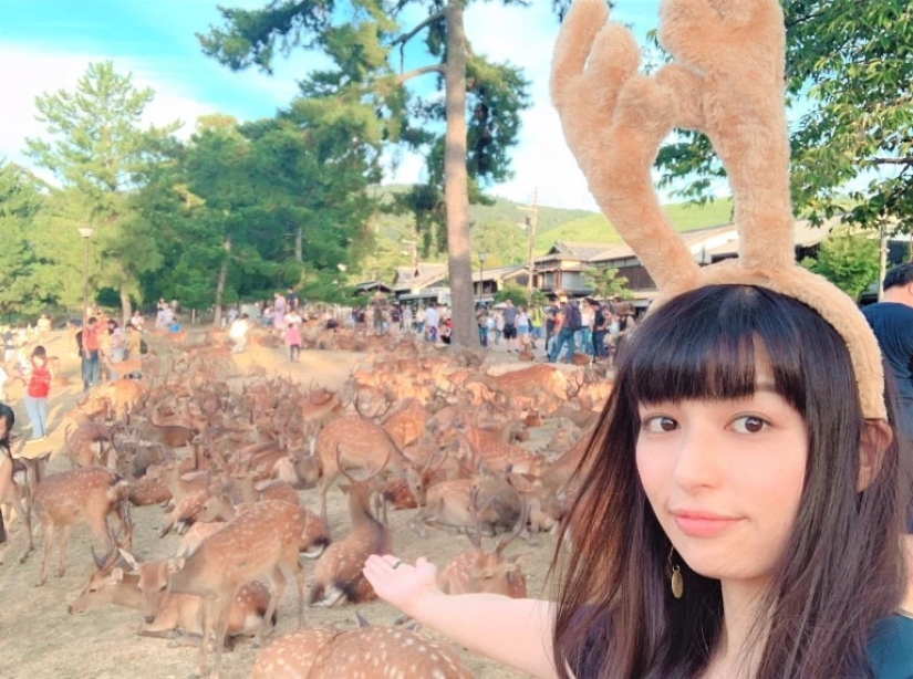 Cuernos fenómeno: cientos de ciervos en el Parque de Nara se reúnen cada día a la misma hora