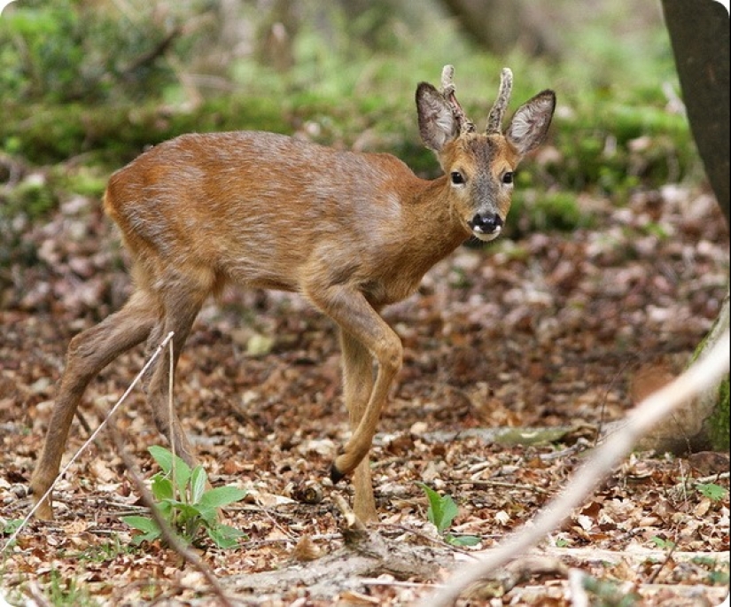 ¿Cuánto dura el embarazo más largo en animales?