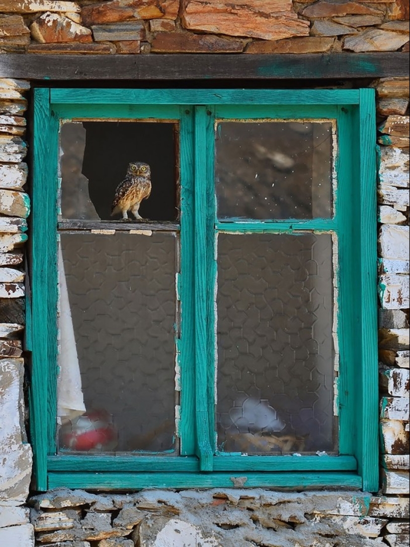 Curiosidad inhumana: qué ven los animales en las ventanas