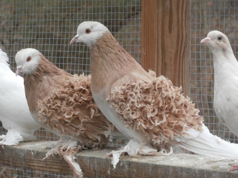 Curly Frillback Pigeons, decorative birds with naturally curly feathers