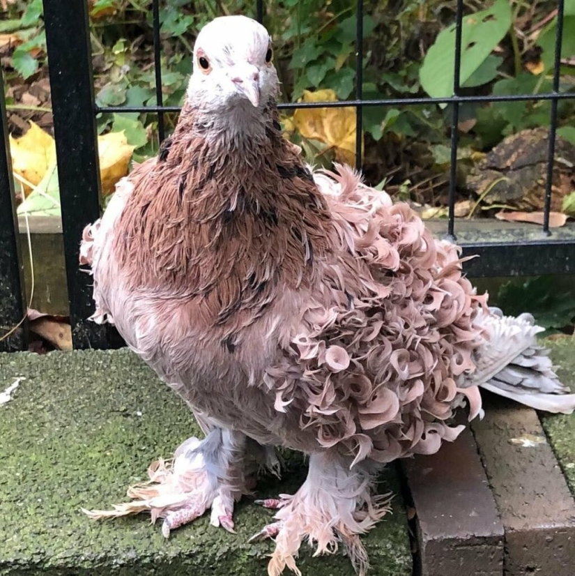 Curly Frillback Pigeons, decorative birds with naturally curly feathers