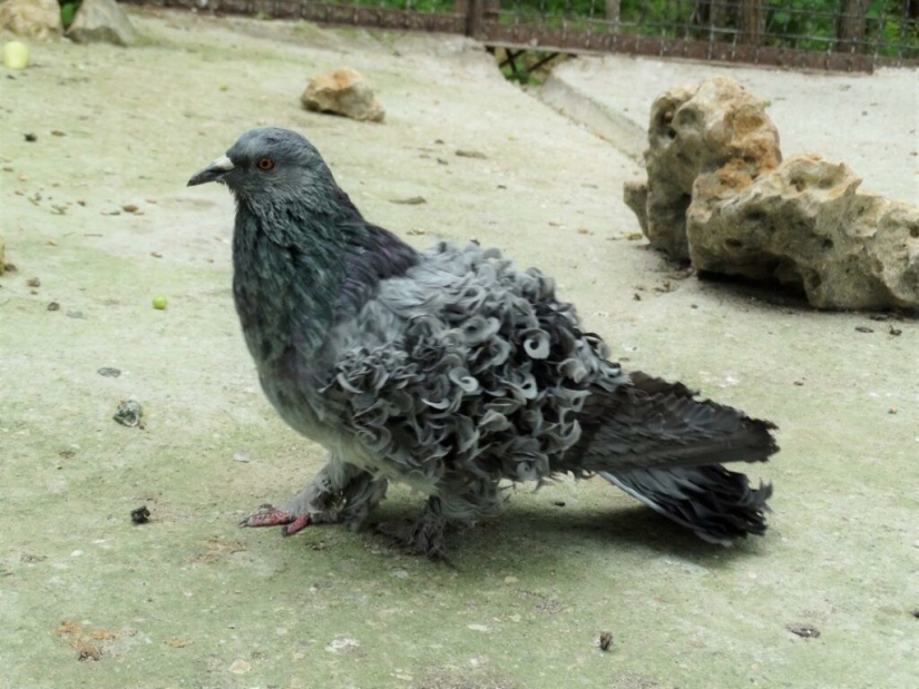 Curly Frillback Pigeons, decorative birds with naturally curly feathers