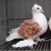 Curly Frillback Pigeons, decorative birds with naturally curly feathers