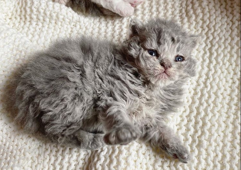 Curly kittens, similar to plush toys, do not leave anyone indifferent