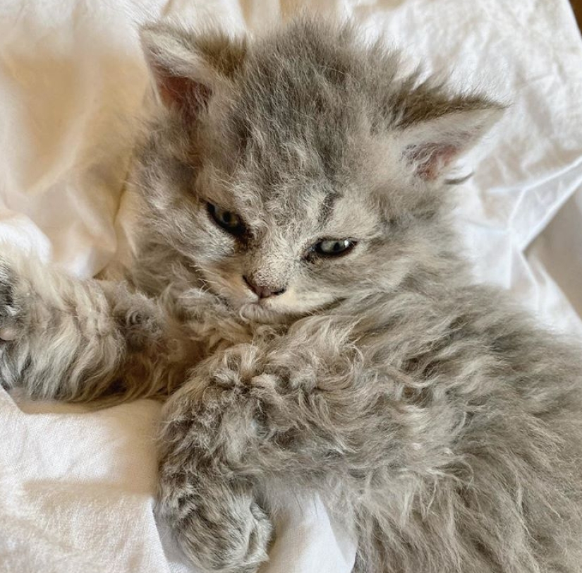 Curly kittens, similar to plush toys, do not leave anyone indifferent