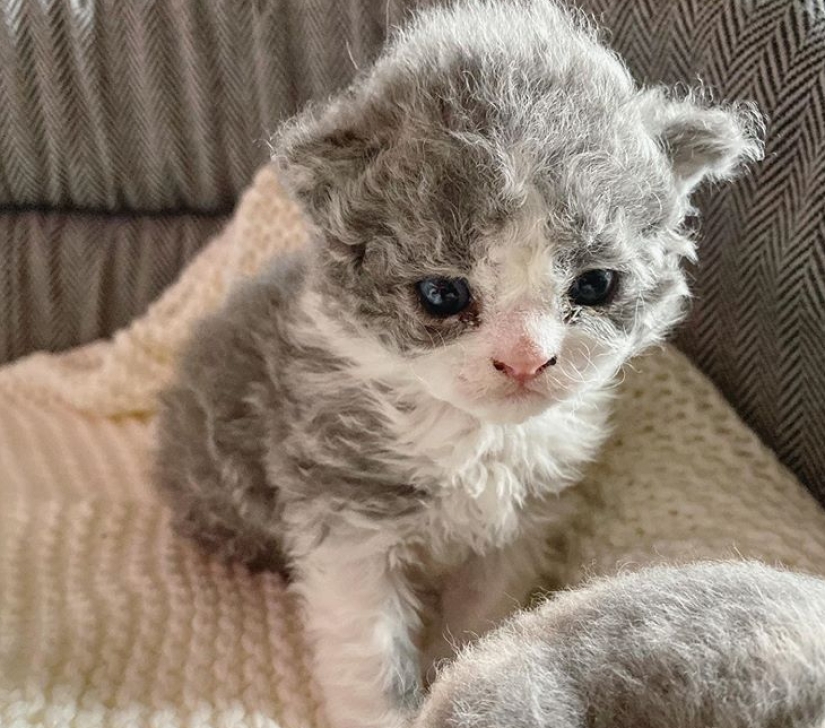 Curly kittens, similar to plush toys, do not leave anyone indifferent