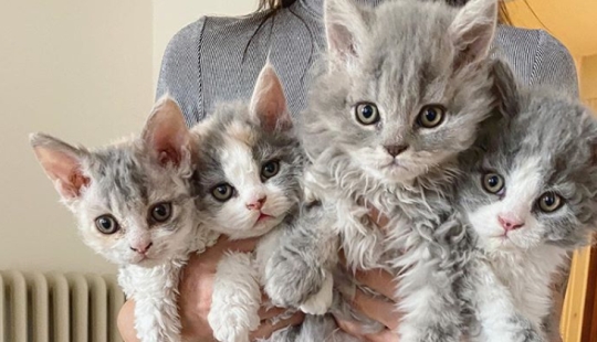 Curly kittens, similar to plush toys, do not leave anyone indifferent