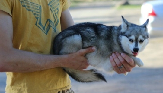 Cute kli-kai - miniature huskies living in Alaska