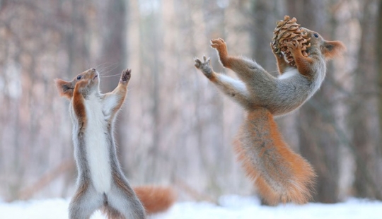 Cute photo shoot of squirrels playing by photographer Vadim Trunov