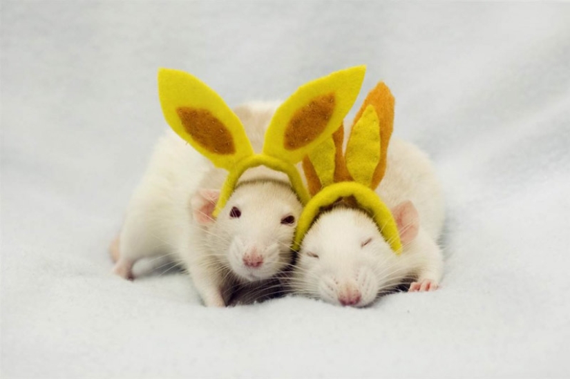 Cute rats