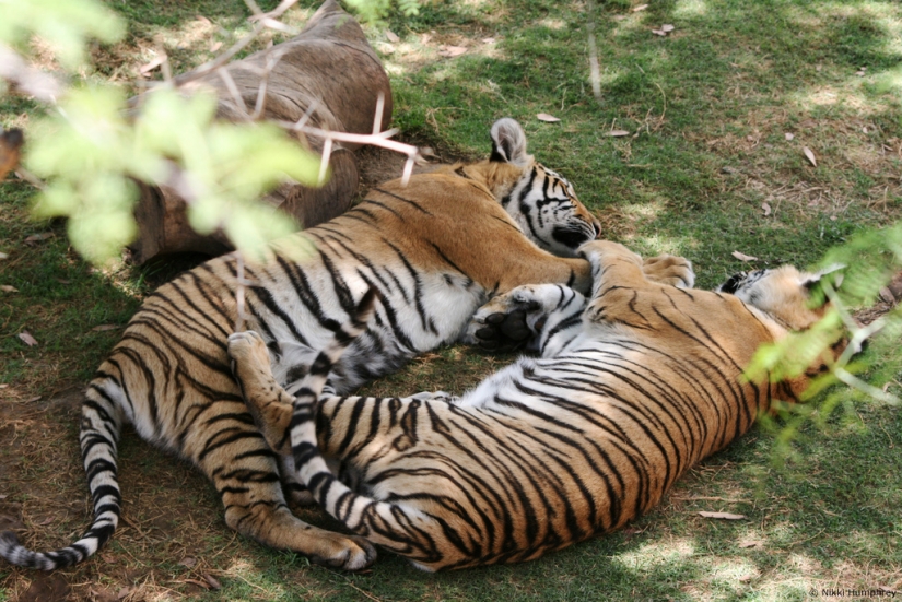 Día del Abrazo para Nuestros Hermanitos