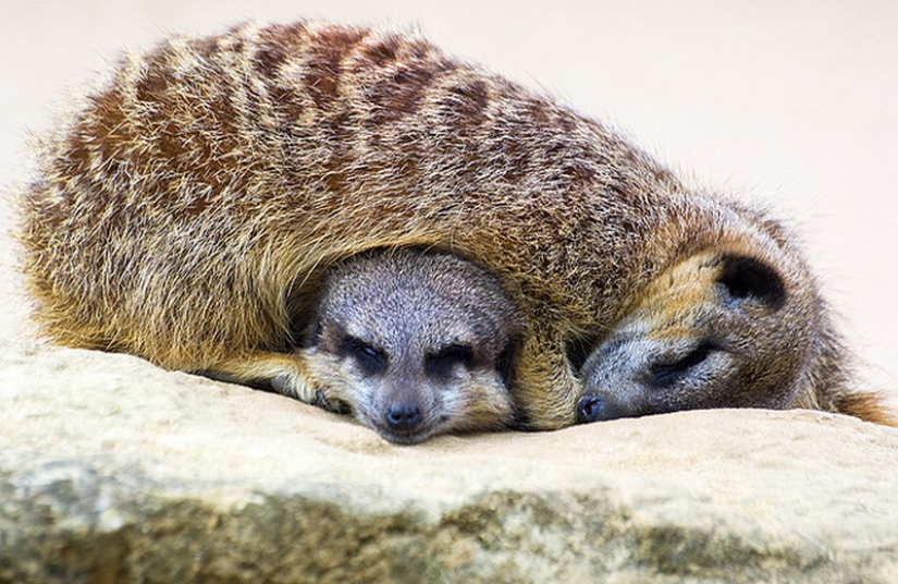 Día del Abrazo para Nuestros Hermanitos