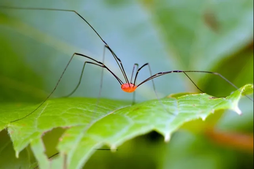 &quot;Daddy Long Legs&quot;: el transporte más extraño de la época victoriana