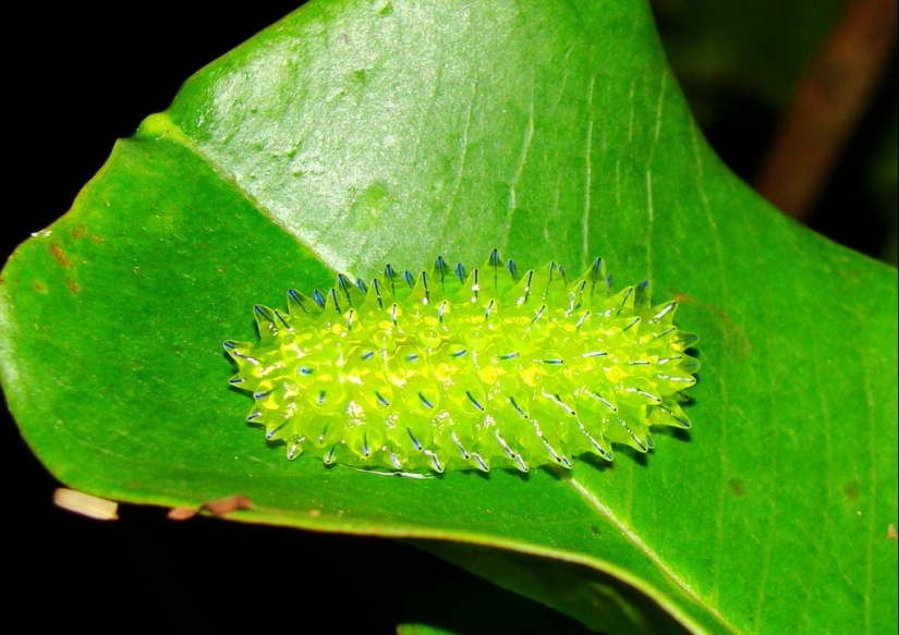 Dalcerid Crystal Caterpillar