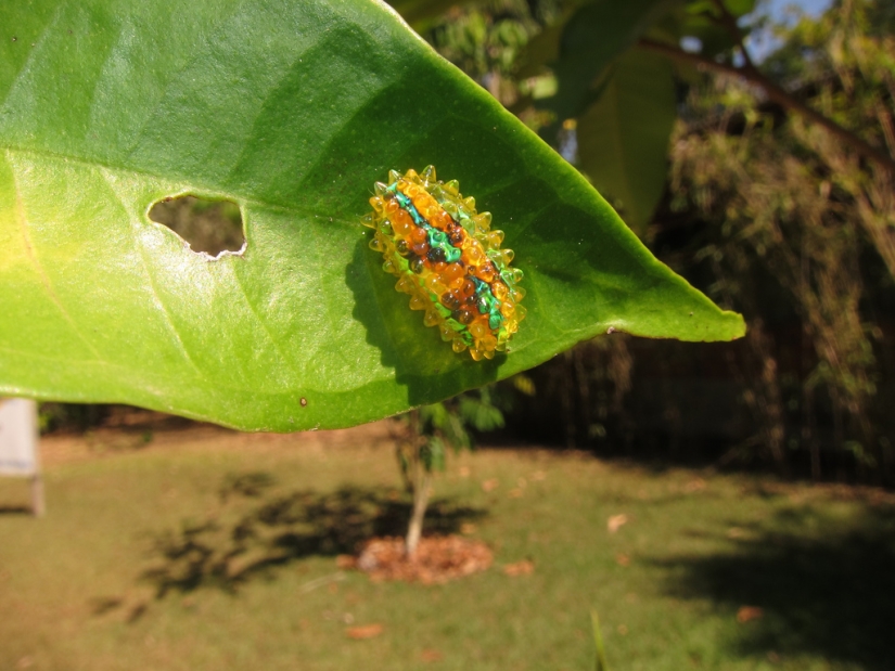 Dalcerid Crystal Caterpillar