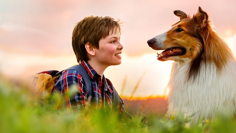 Dame una pata, amigo! Trágicos destinos de animales que fueron filmados en películas de Hollywood