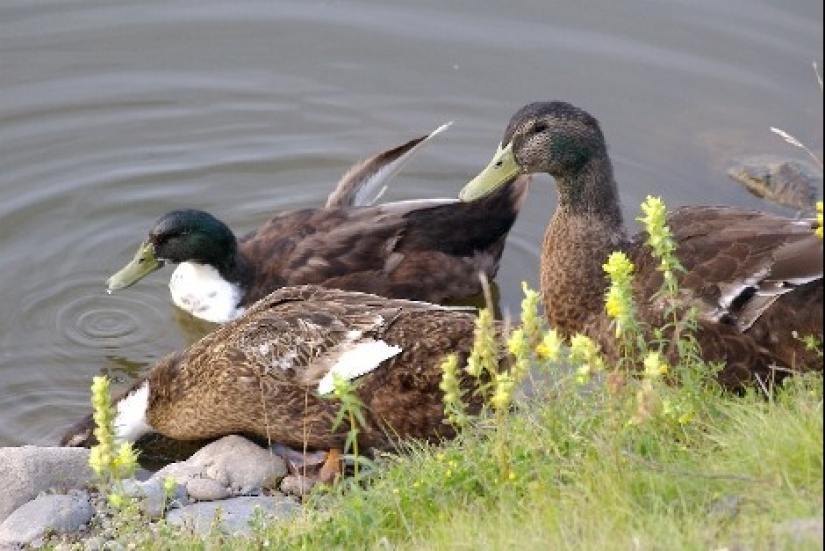 Dangerous parasites and infections that lie in wait for bathers in our reservoirs