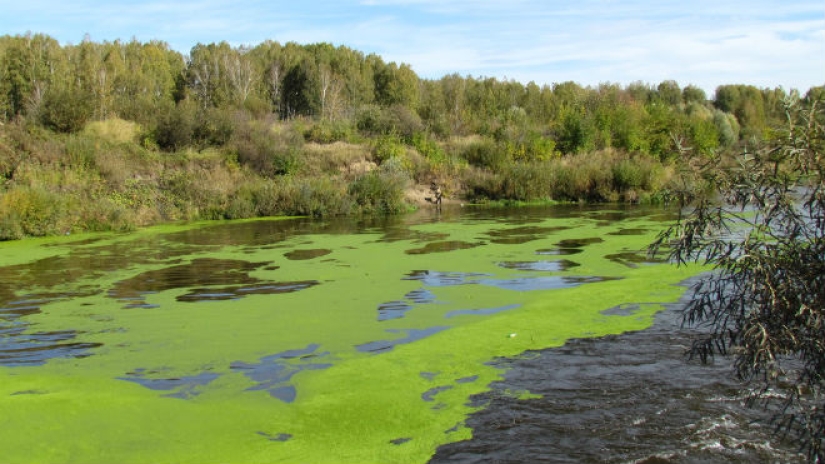 Dangerous parasites and infections that lie in wait for bathers in our reservoirs