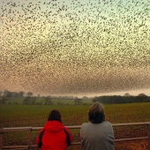 Danza aérea de miles de estorninos en los cielos de Escocia