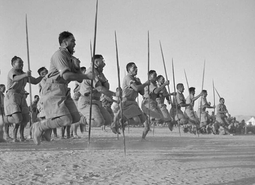 Danza de guerra de la nueva zelanda Maorí batallón en el desierto