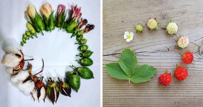 De la flor para las bayas: ¿cómo es el ciclo de vida de las plantas