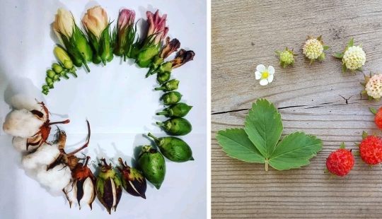 De la flor para las bayas: ¿cómo es el ciclo de vida de las plantas