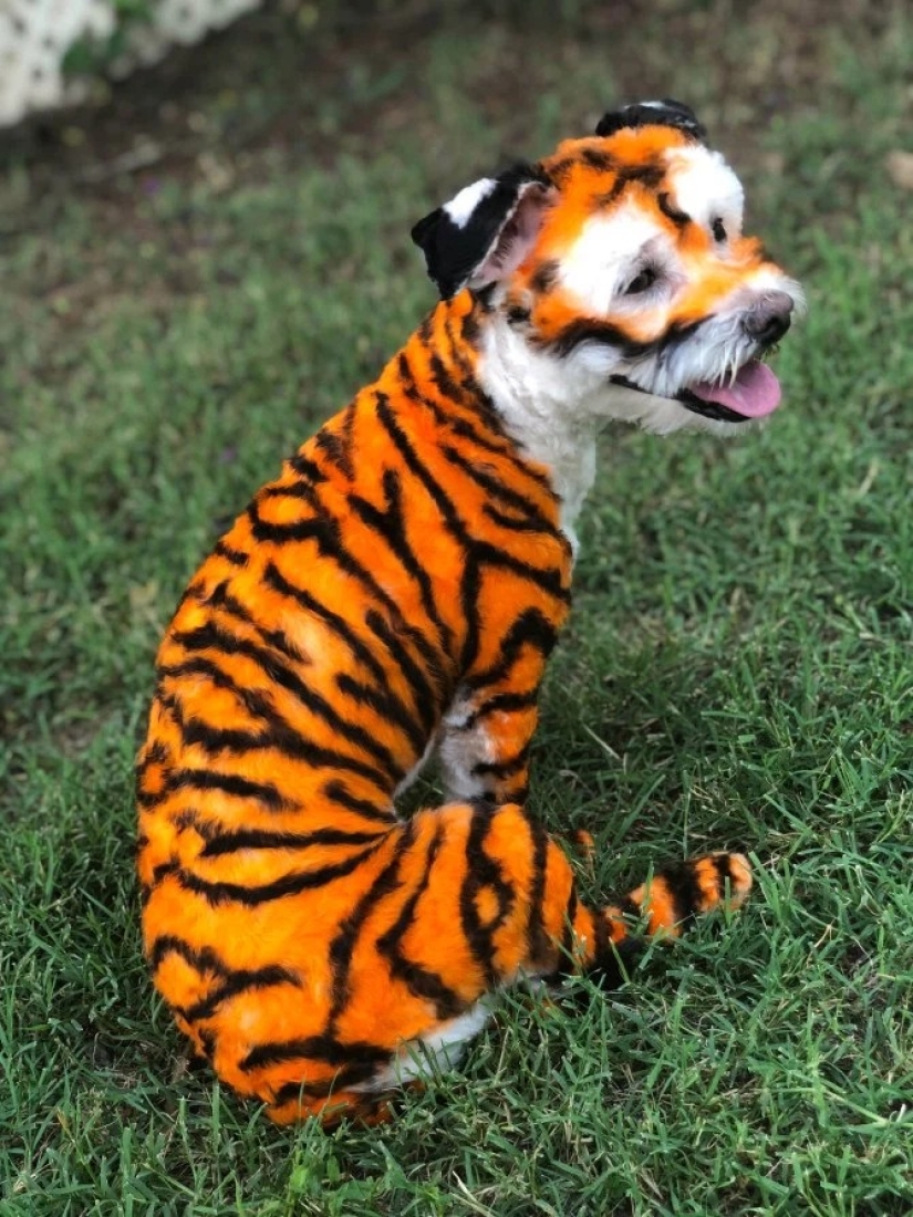 De pug a tiger: un peluquero de Atlanta transforma a las mascotas más allá del reconocimiento