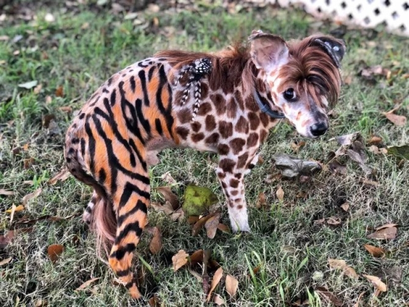 De pug a tiger: un peluquero de Atlanta transforma a las mascotas más allá del reconocimiento