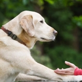 De qué te está hablando el perro