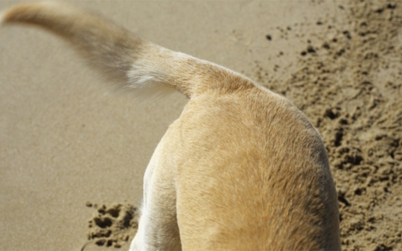 De qué te está hablando el perro