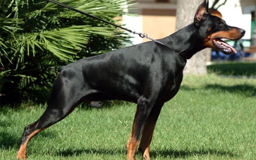 De qué te está hablando el perro