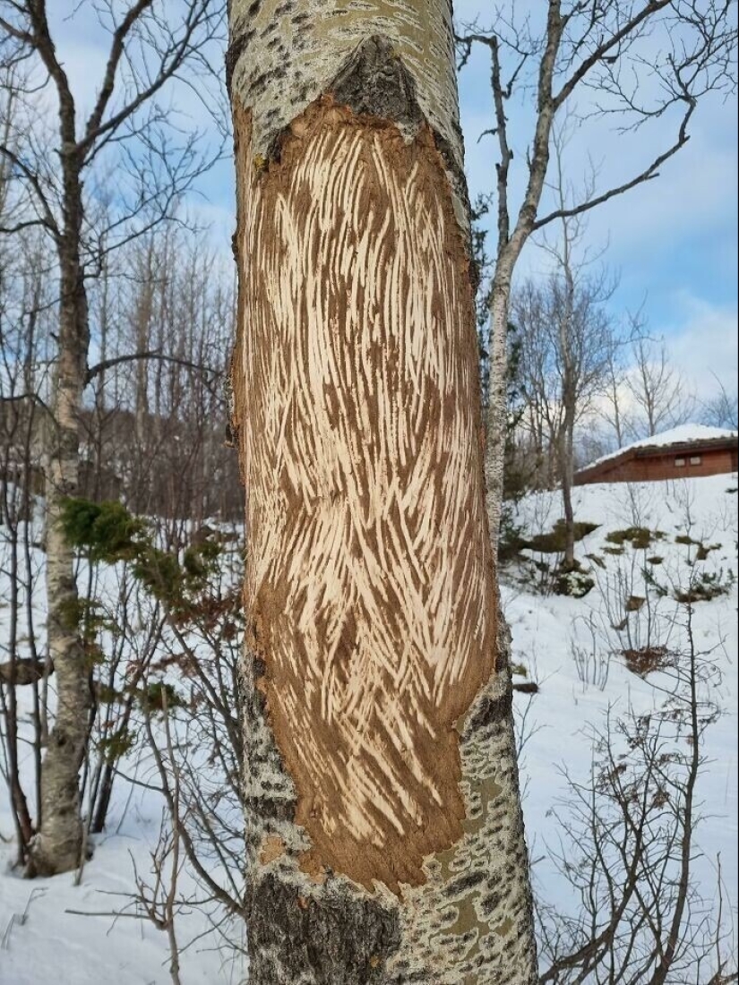 Definitivamente no has visto esto: 30 sorpresas de la Madre Naturaleza