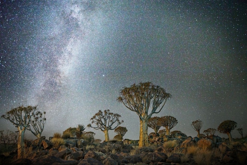 "Diamond nights" by Beth Moon – the oldest trees of the Earth against the background of stars