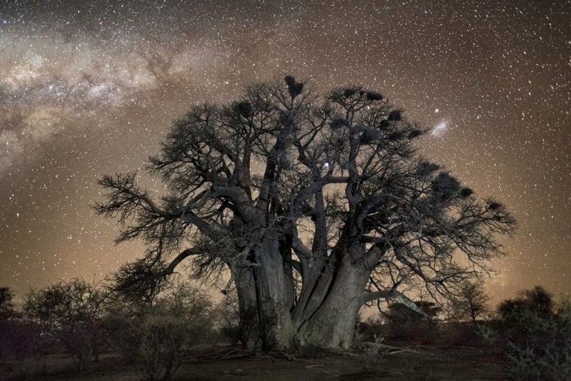 "Diamond nights" by Beth Moon – the oldest trees of the Earth against the background of stars