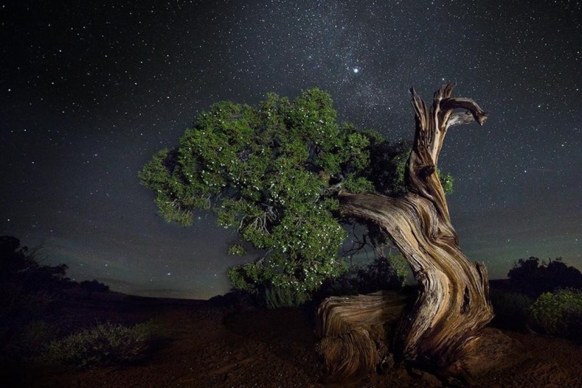 "Diamond nights" by Beth Moon – the oldest trees of the Earth against the background of stars