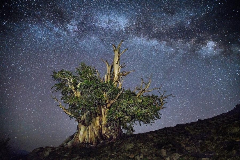 "Diamond nights" by Beth Moon – the oldest trees of the Earth against the background of stars