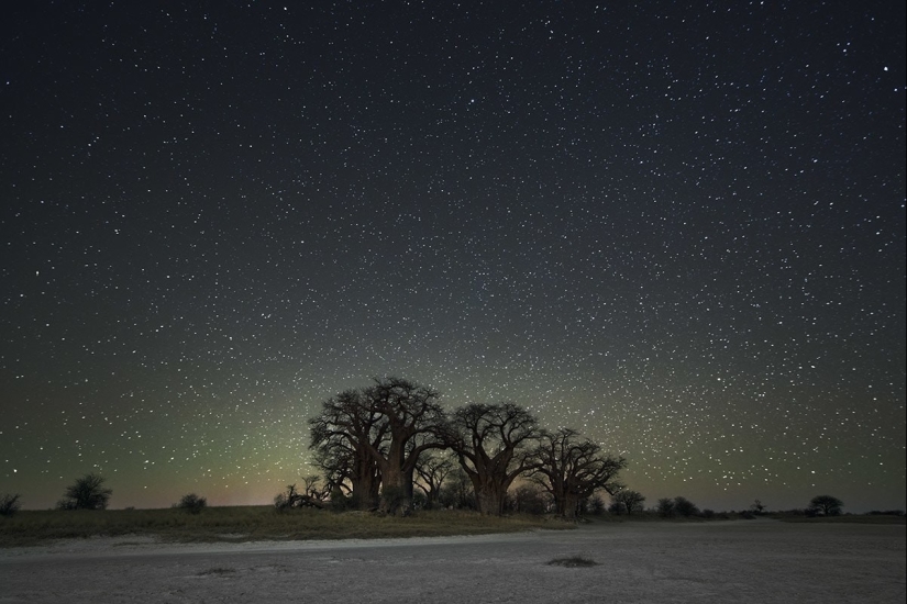 "Diamond nights" by Beth Moon – the oldest trees of the Earth against the background of stars