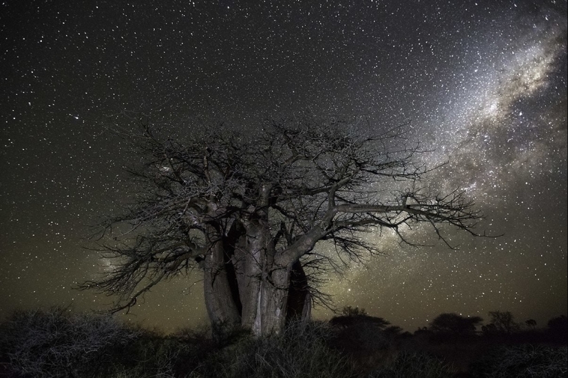 "Diamond nights" by Beth Moon – the oldest trees of the Earth against the background of stars