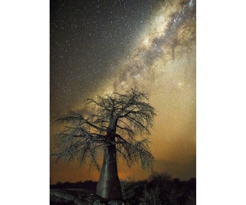 "Diamond nights" by Beth Moon – the oldest trees of the Earth against the background of stars