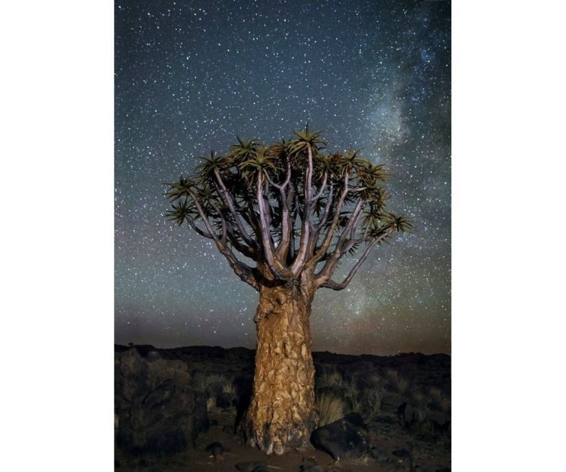 "Diamond nights" by Beth Moon – the oldest trees of the Earth against the background of stars