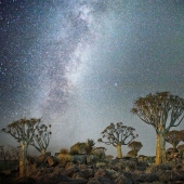 "Diamond nights" by Beth Moon – the oldest trees of the Earth against the background of stars