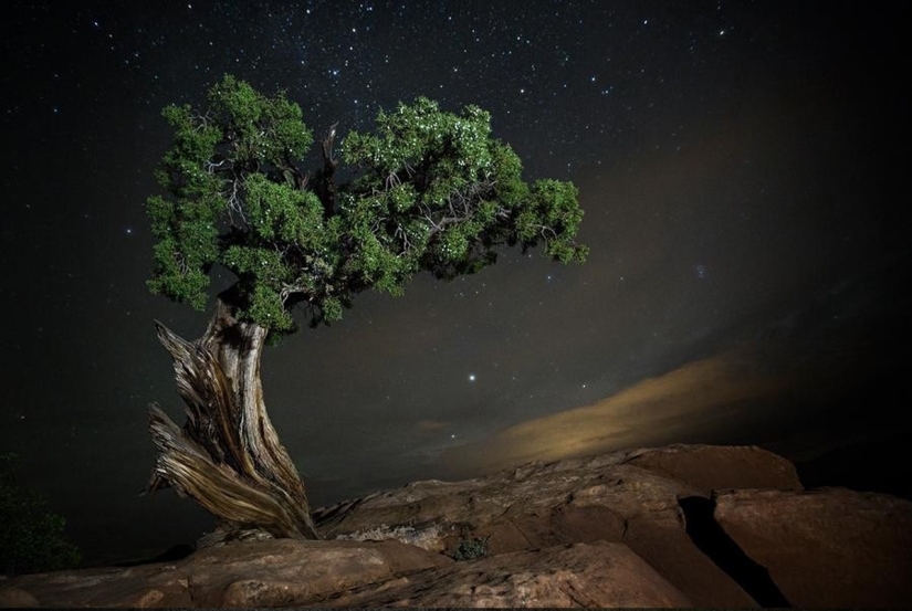 "Diamond nights" by Beth Moon – the oldest trees of the Earth against the background of stars