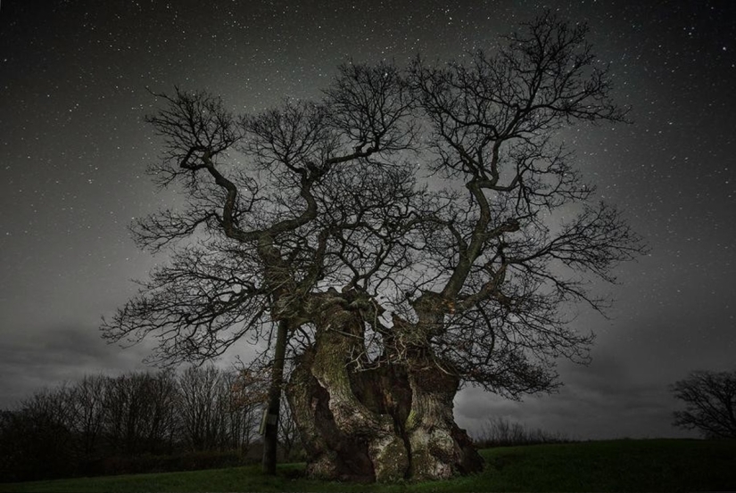 "Diamond nights" by Beth Moon – the oldest trees of the Earth against the background of stars