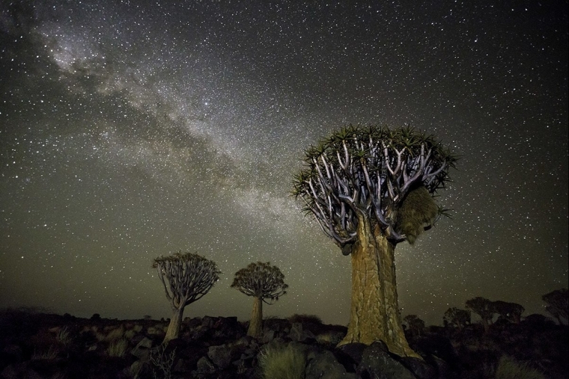 "Diamond nights" by Beth Moon – the oldest trees of the Earth against the background of stars