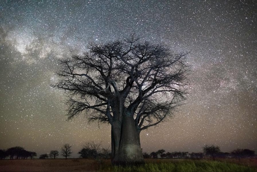 "Diamond nights" by Beth Moon – the oldest trees of the Earth against the background of stars